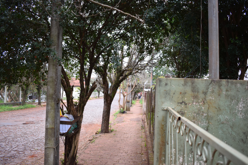 Podas de árvores estão proibidas até 2019